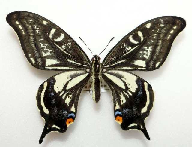 Papilio xuthus (aberration, china) (Internet Image property of respective owner, non-commercial use only)